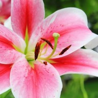 FLOWER ARRANGING KELVEDON: 