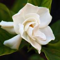 ‘WHITE FLOWER’ COLLECTION